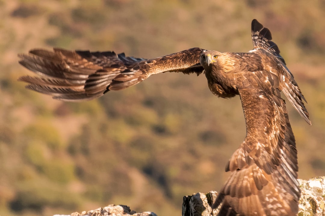 A large bird of prey on top of a rock