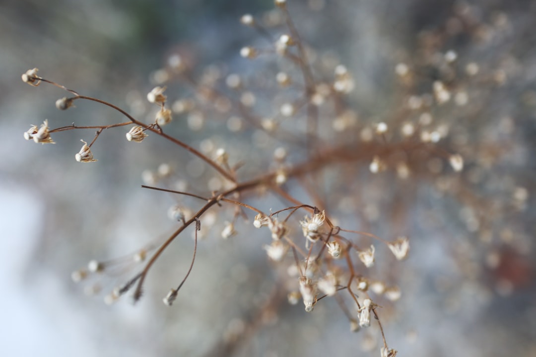 A close up of a plant with tiny white flowers